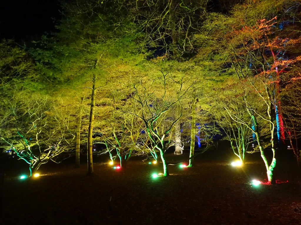 Illuminated trees at Westonbirt Arboretum on an earlier Christmas trail; the 2026 trail is a new design.
