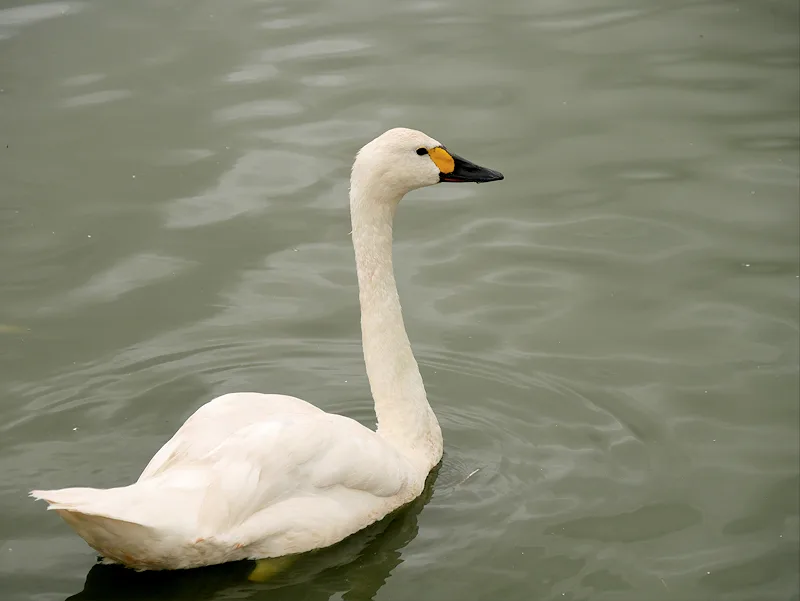 A Bewick's swan at Slimbridge. The swans arrive from the Russian Arctic each winter and are the centre's big draw from November.